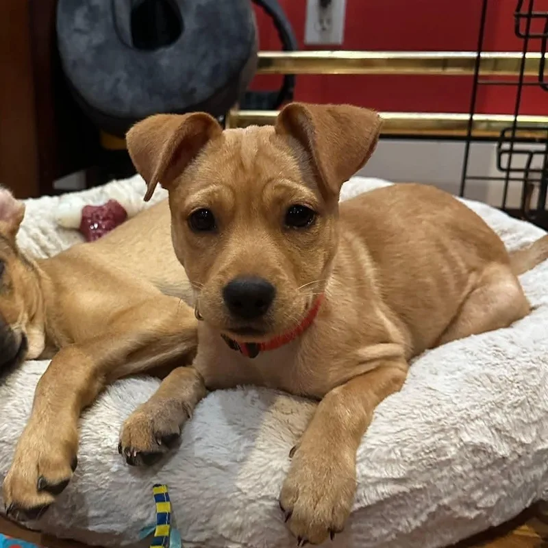 A baby medium-sized female Mixed Breed dog named Babae for adoption in Rincon, PR