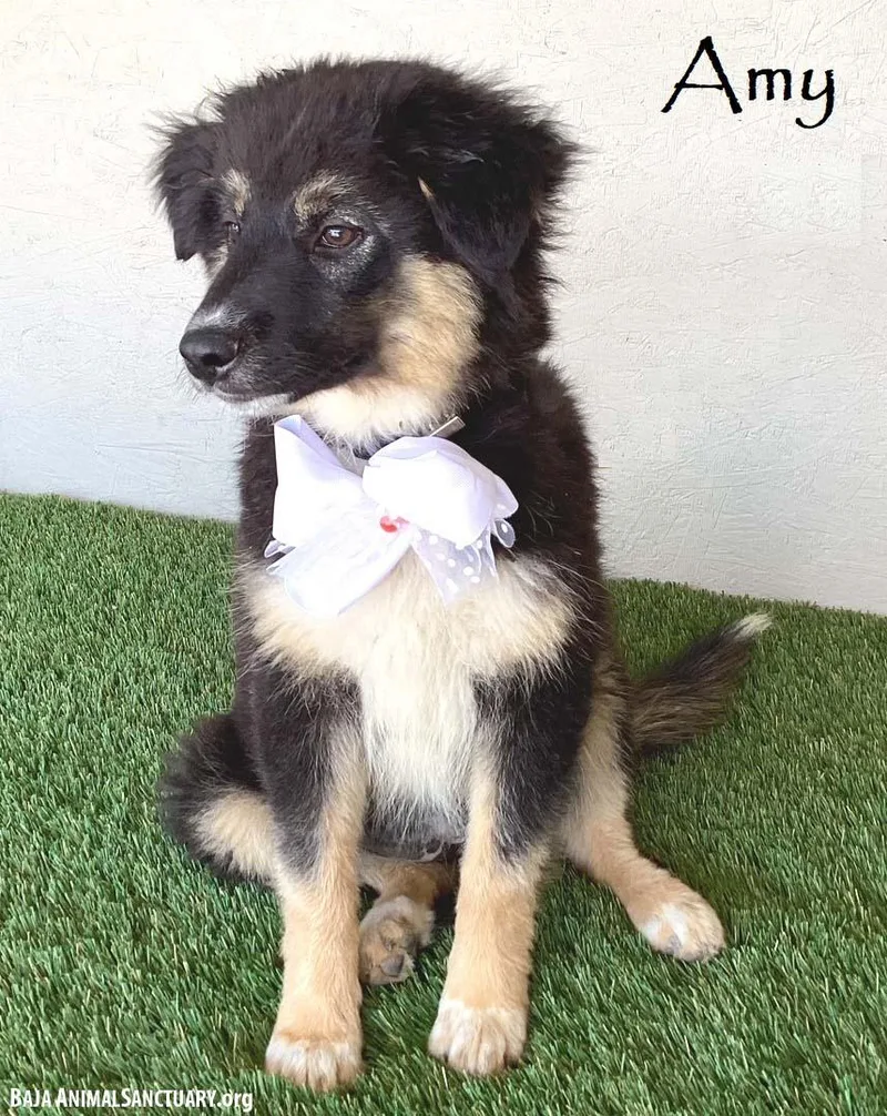 A baby medium-sized female Tricolor (Brown, Black, & White) Australian Shepherd dog named Amy for adoption in San Diego, CA
