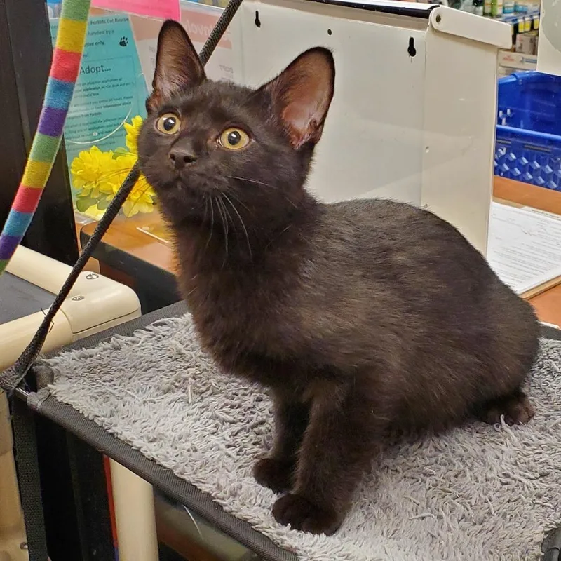 A baby small-sized male Domestic Short Hair cat named Lil Noche for adoption in Cumming, GA