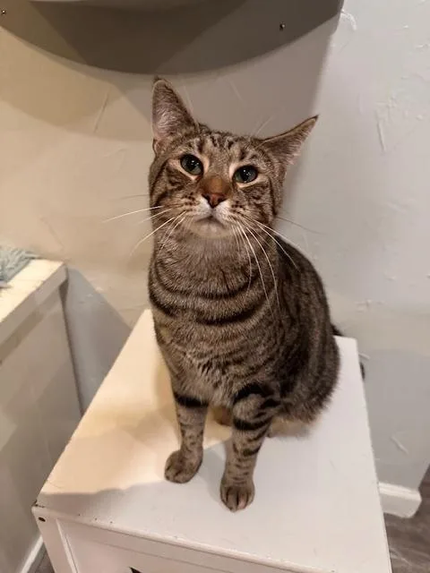 Tiger Jim thumbnail 2