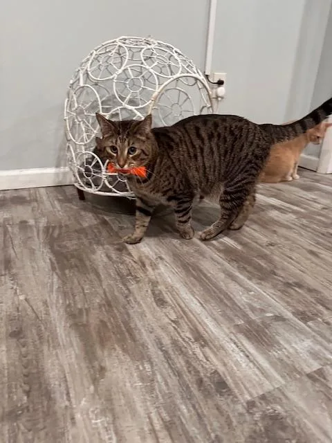 Tiger Jim thumbnail 3