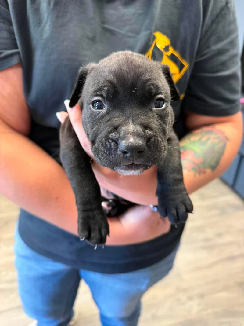 A baby medium-sized male American Staffordshire Terrier dog named Moss for adoption in Duluth, MN