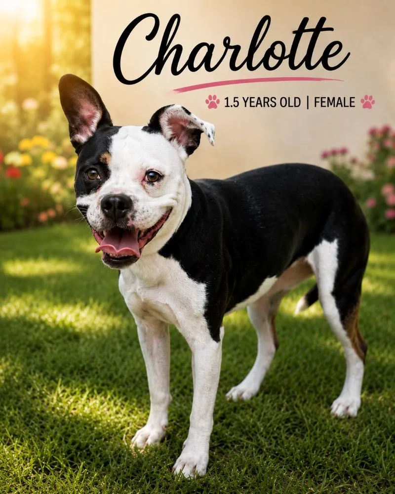 A young medium-sized female Mixed Breed dog named Charlotte for adoption in Kingsland, GA