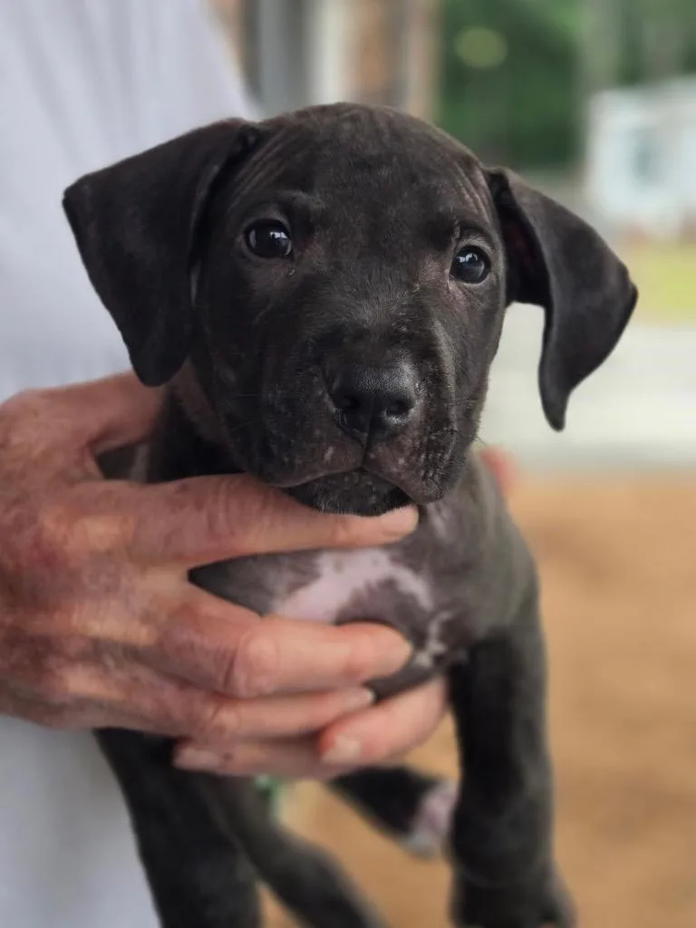 A baby medium-sized male Labrador Retriever dog named Gus for adoption in Hartsville, SC