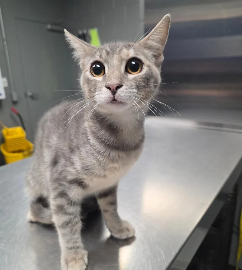 A baby medium-sized female Domestic Short Hair cat named Mitsie for adoption in Missouri City, TX