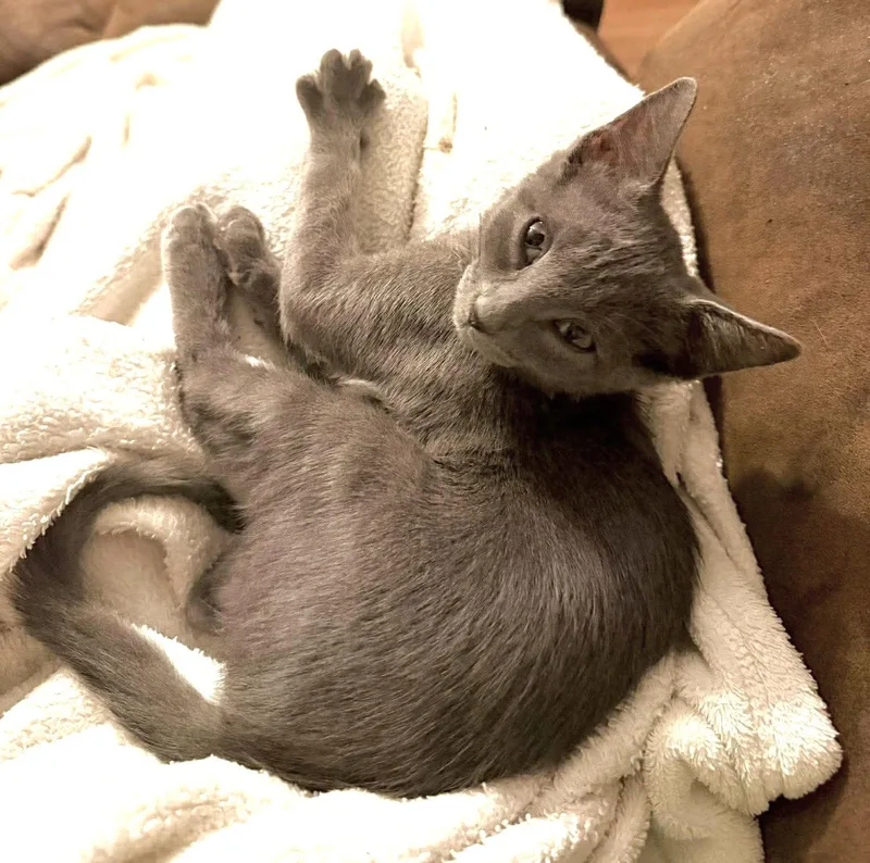 A baby small-sized female Gray / Blue / Silver Domestic Short Hair cat named Navia C Buffington for adoption in Saunderstown, RI