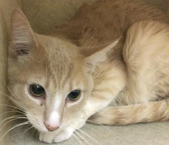A young medium-sized male Domestic Short Hair cat named Steffon for adoption in Riverside, CA