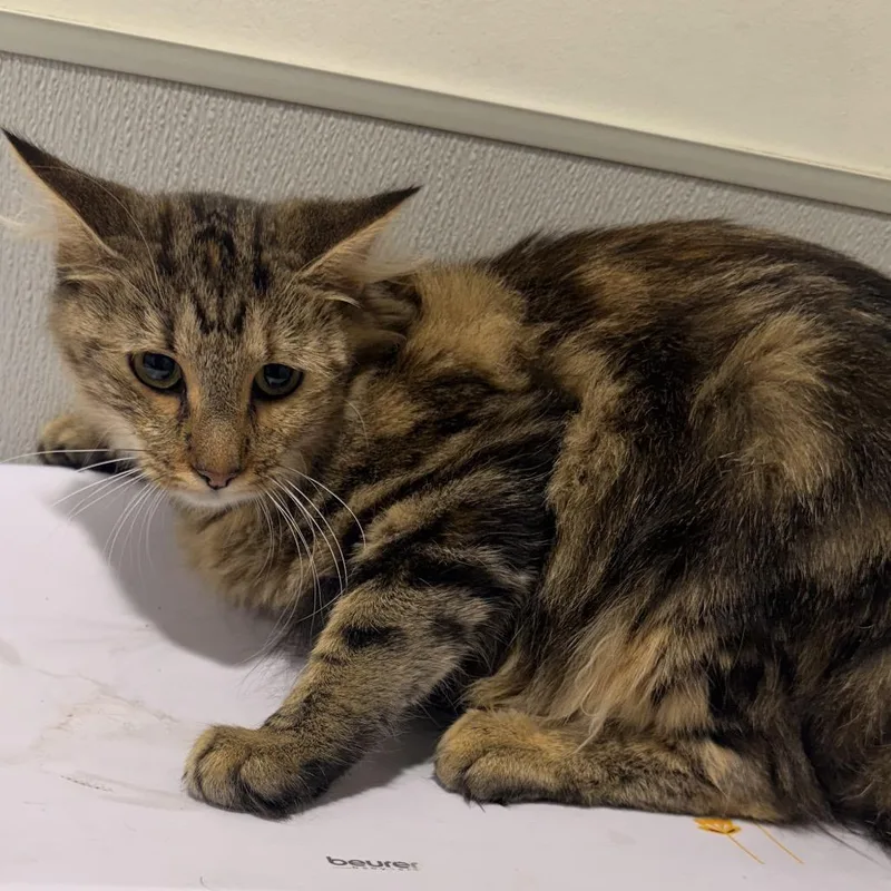 A young medium-sized female Domestic Medium Hair cat named Luna for adoption in Tampa, FL