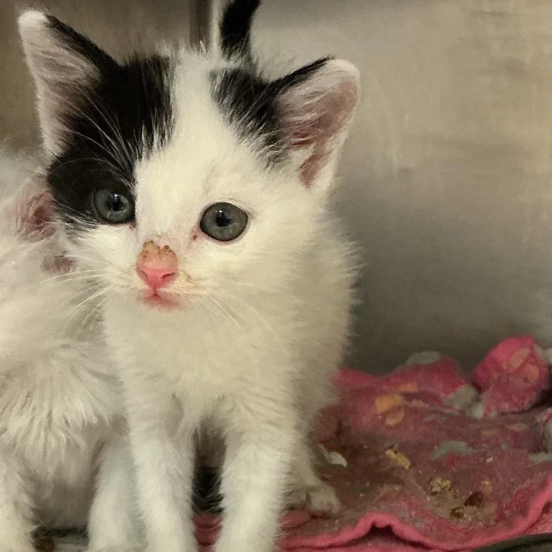 A baby small-sized male White Domestic Short Hair cat named Genie for adoption in Elizabeth City, NC