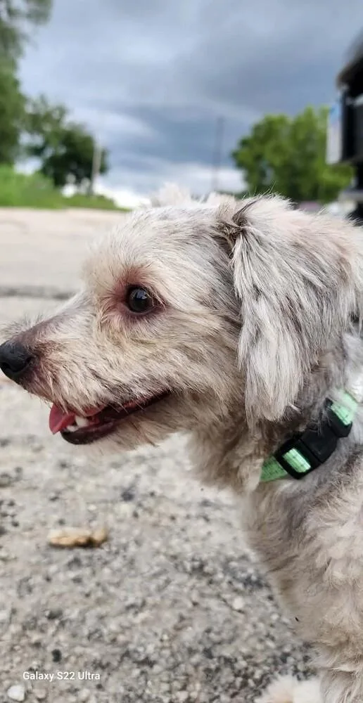 A young small-sized female Shih Tzu dog named Cleo for adoption in Peoria, IL