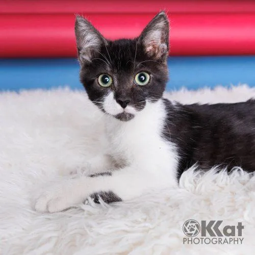 A baby small-sized male Domestic Short Hair cat named Riven for adoption in Edmond, OK