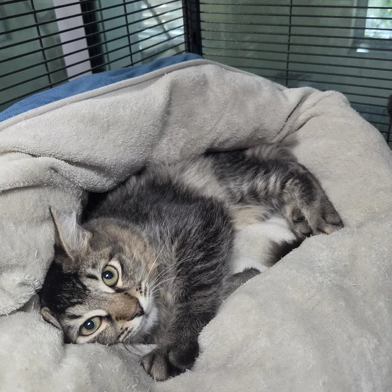 A baby medium-sized male Domestic Medium Hair cat named Spot for adoption in Charleston, SC