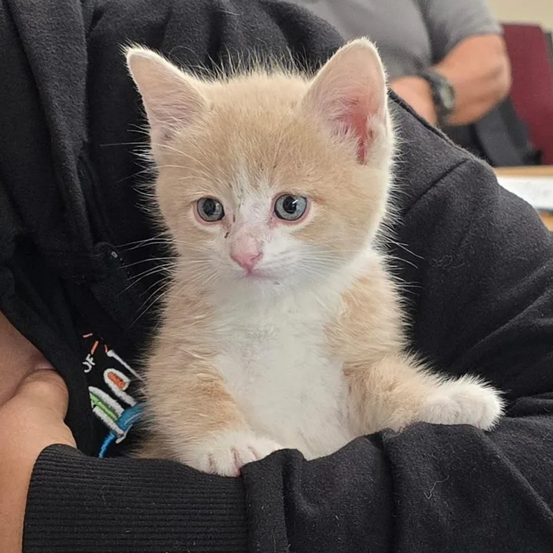 A baby small-sized male Buff / Tan / Fawn Domestic Short Hair cat named Eeyore for adoption in Austin, TX