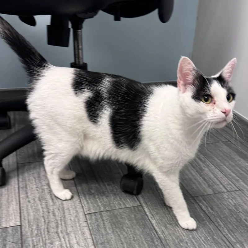 An adult large-sized male White Domestic Short Hair cat named Billy for adoption in Jacksonville, FL