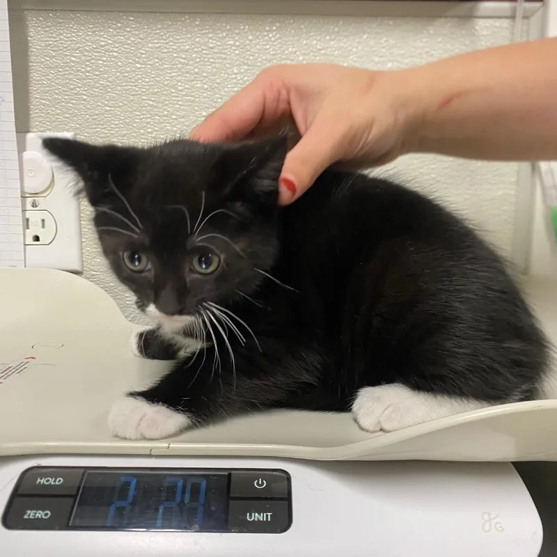 A baby medium-sized female Domestic Short Hair cat named Zatanna Zatara for adoption in Fall River, MA