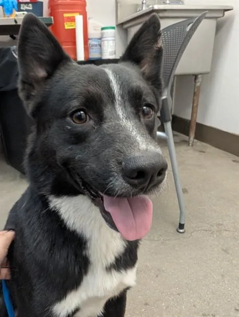 An adult medium-sized male Australian Cattle Dog / Blue Heeler dog named Kobold for adoption in Tucson, AZ