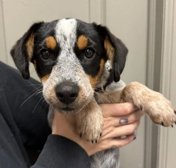 A baby medium-sized female Australian Cattle Dog / Blue Heeler dog named Chili's for adoption in Littleton, CO