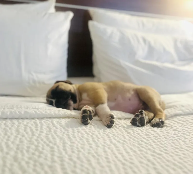 A baby medium-sized male Mixed Breed dog named Tide for adoption in Clinton Township, MI