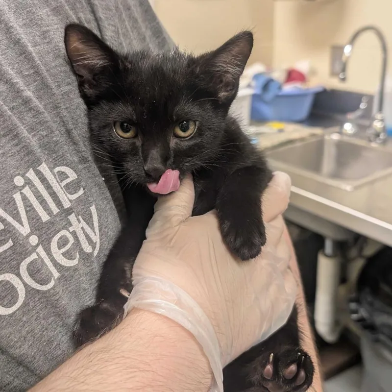 A baby small-sized male Black Domestic Medium Hair cat named Root Beer for adoption in Asheville, NC