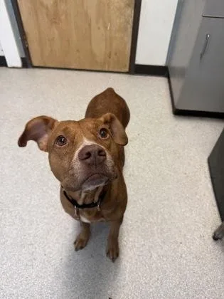 An adult medium-sized female Red / Chestnut / Orange Mixed Breed dog named Missy for adoption in Roseburg, OR