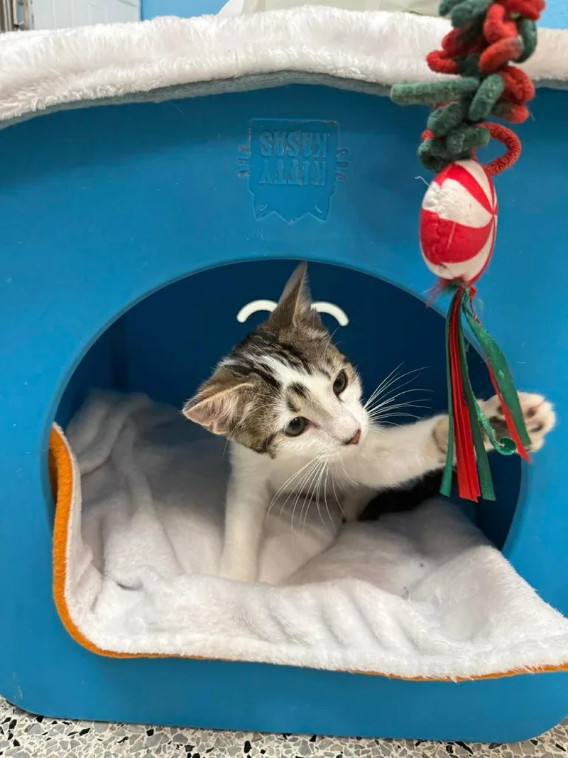 A baby small-sized female White Tabby cat named Georgia Puffin for adoption in Chandler, AZ