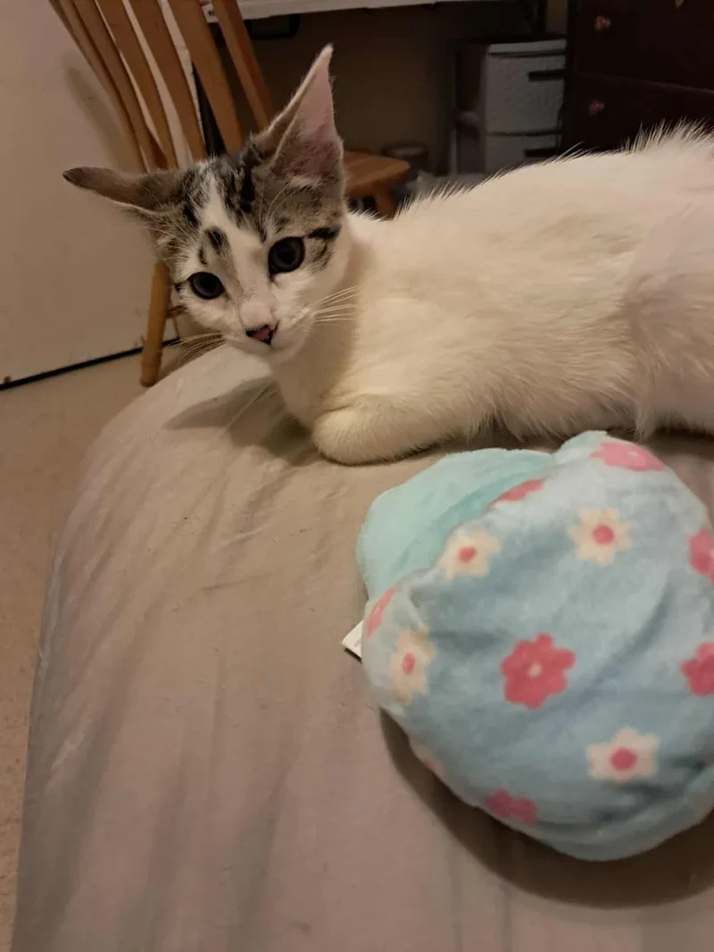 Georgia Puffin thumbnail 2