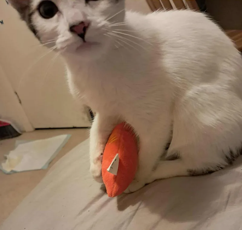 Georgia Puffin thumbnail 3