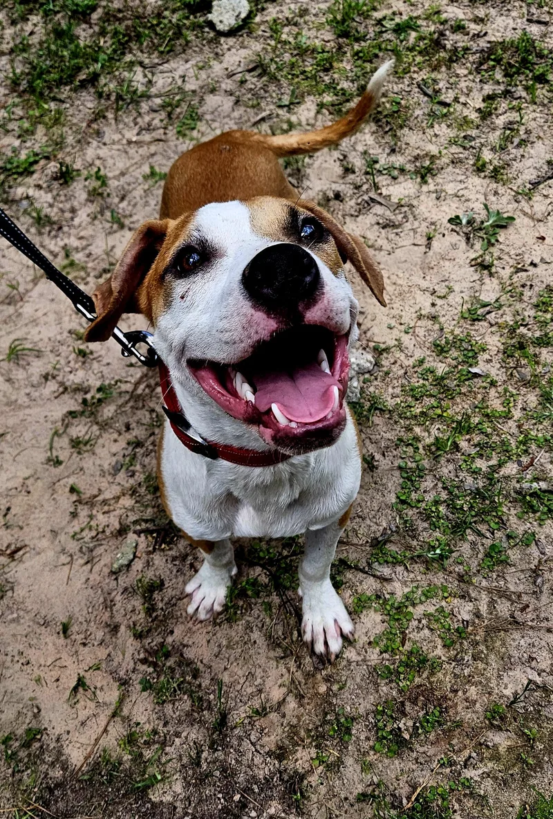 Biscuit  Ny thumbnail 2