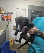 A young medium-sized female Bicolor Mixed Breed dog named Belle for adoption in New Iberia, LA