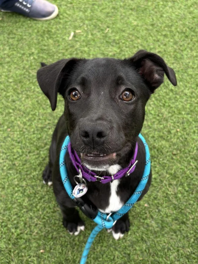 A baby medium-sized female Black Mixed Breed dog named Jessica for adoption in Alexandria, VA
