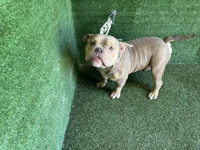 A young medium-sized male American Bulldog dog named Paul for adoption in Lancaster, CA