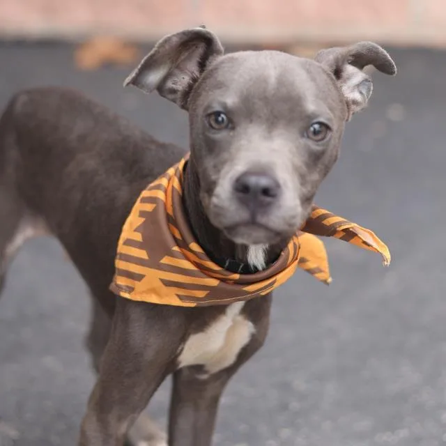 A young medium-sized male Terrier dog named Hansel for adoption in San Antonio, TX