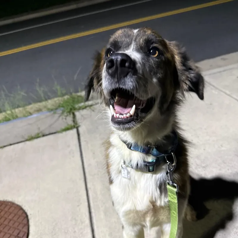 A young medium-sized male Brown / Chocolate Australian Shepherd dog named Henry Bo for adoption in Fairfax, VA