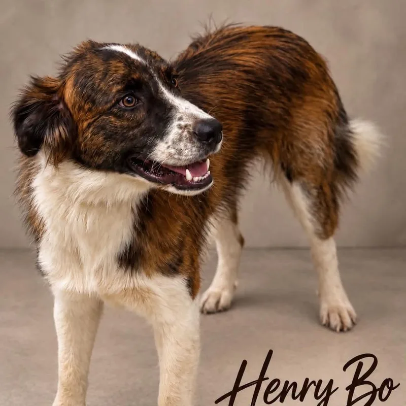 Henry Bo thumbnail 2