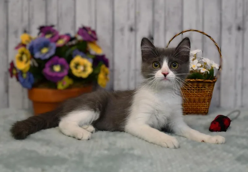 A baby medium-sized female Domestic Long Hair cat named Olivia for adoption in Roanoke, TX