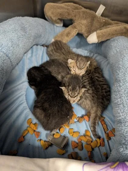 A baby small-sized female Domestic Short Hair cat named Iris for adoption in West Chester, PA