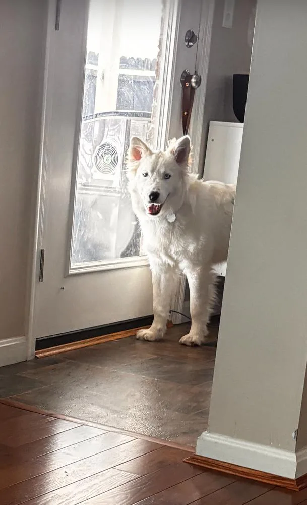 Kentucky County : Rascal