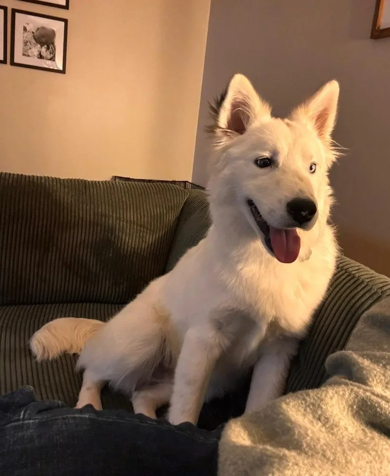 Kentucky County : Rascal thumbnail 2