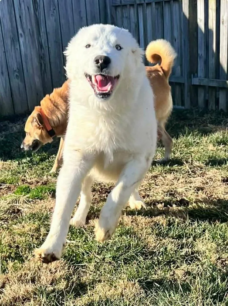 Kentucky County : Rascal thumbnail 3