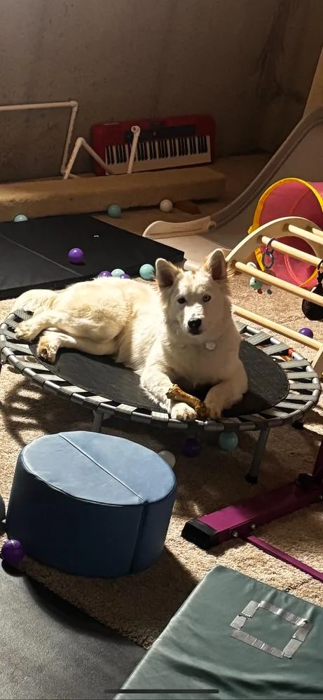 Kentucky County : Rascal thumbnail 5