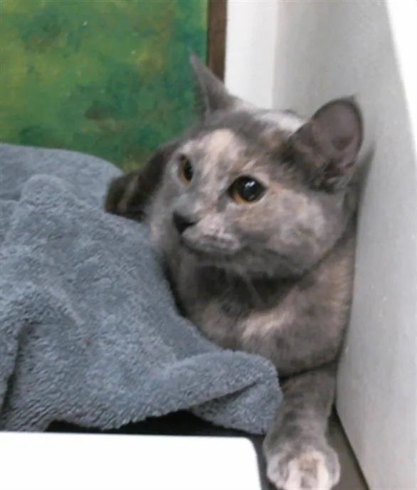 A young medium-sized female Domestic Short Hair cat named Coco for adoption in Houston, TX