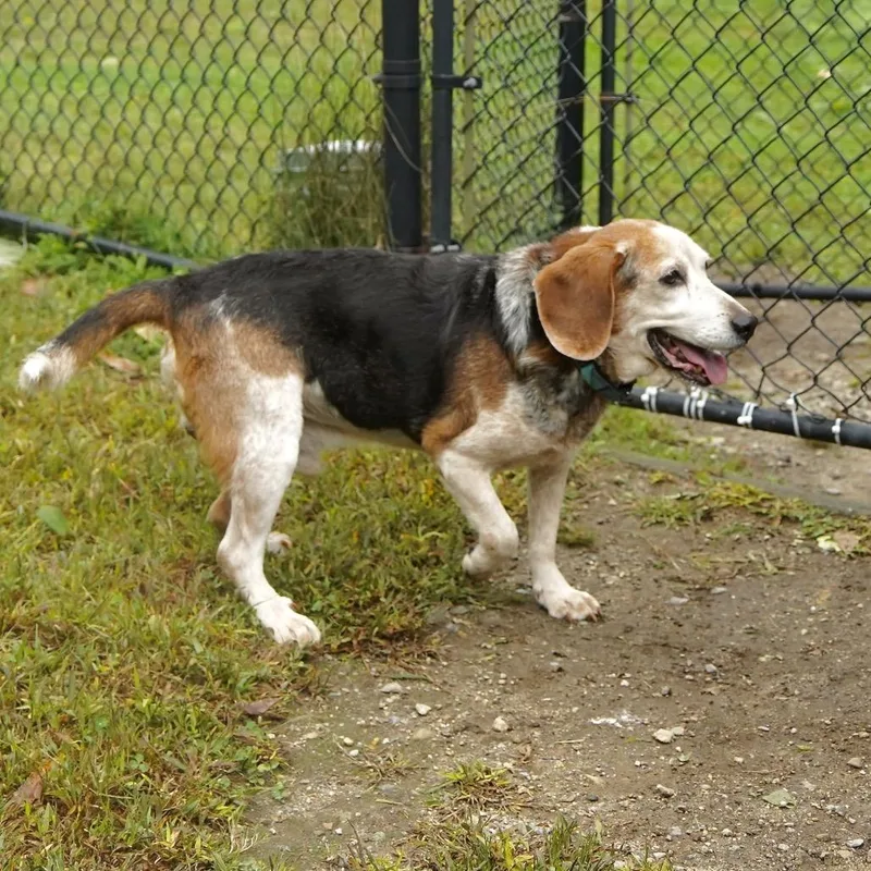 A senior medium-sized male Brown / Chocolate Beagle dog named Wesson for adoption in Scituate, MA