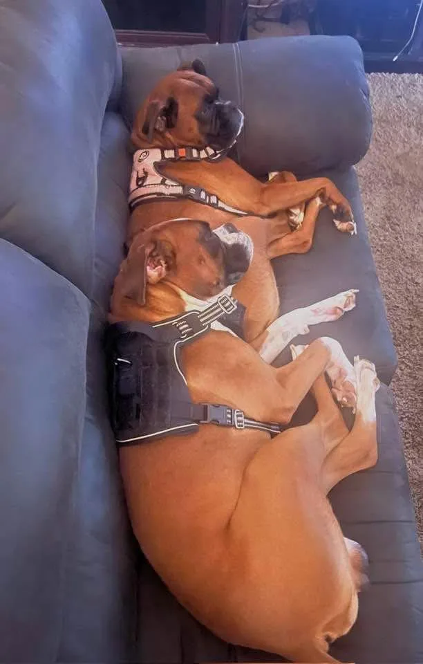 Nala Bonded To Eddie thumbnail 2