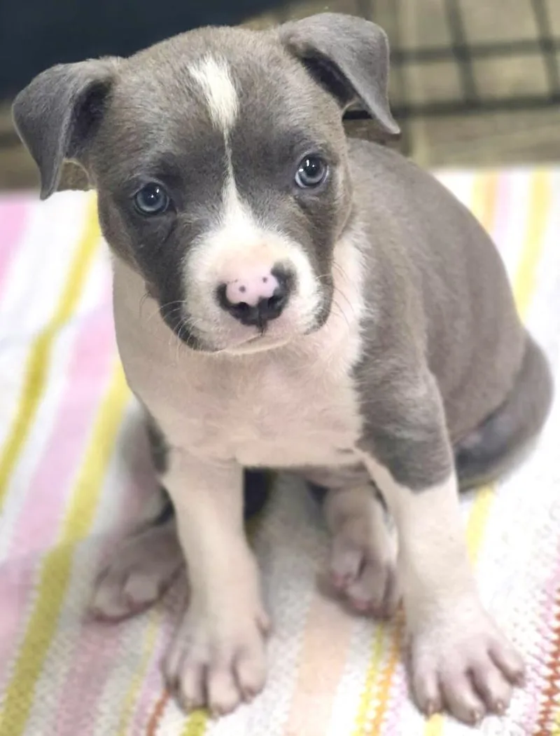 A baby medium-sized female Staffordshire Bull Terrier dog named Isis for adoption in Los Angeles, CA