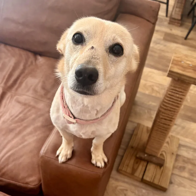An adult medium-sized female White / Cream Dachshund dog named Potato for adoption in Liverpool, TX