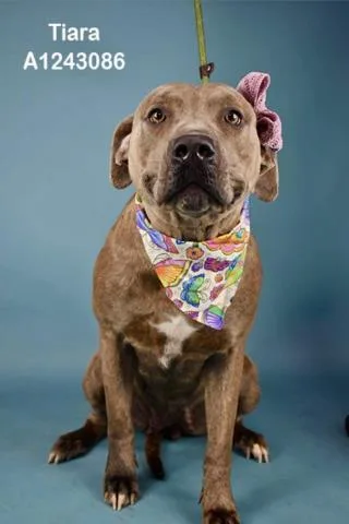 An adult large-sized female Pit Bull Terrier dog named Tiara for adoption in Bakersfield, CA