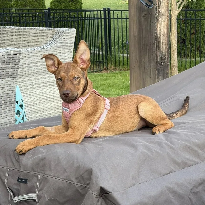A baby medium-sized female Brown / Chocolate Mixed Breed dog named Prina for adoption in Fredericksburg, VA