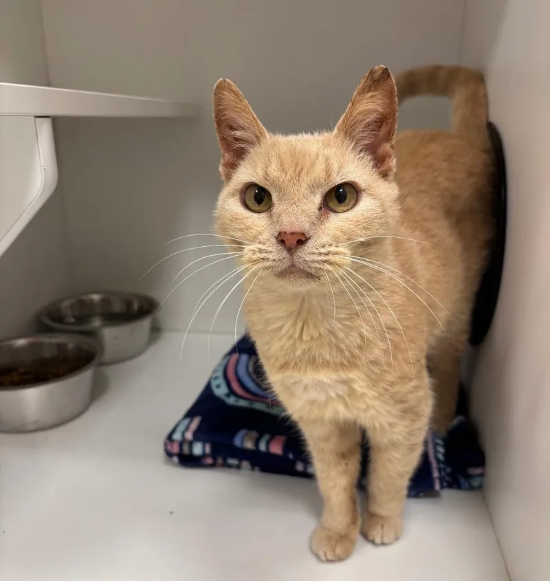 An adult small-sized female Domestic Short Hair cat named Saffron for adoption in Frankfort, KY