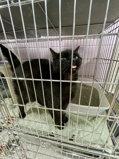 A senior small-sized female Domestic Short Hair cat named Moonbeam Millie for adoption in Annapolis, MD