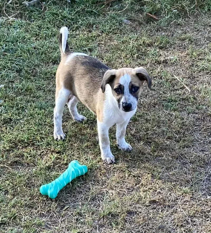A baby medium-sized male Australian Terrier dog named Sundae for adoption in Media, PA